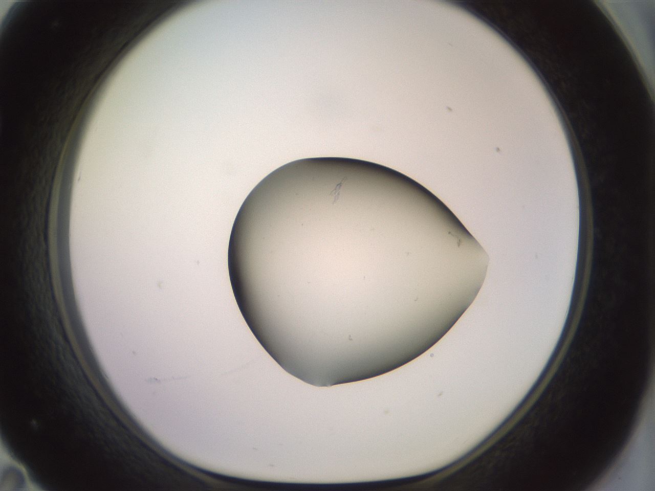 folderID559_plateID3559_batchID20939_wellNum71_profileID1_d1_r318241_ef.jpg