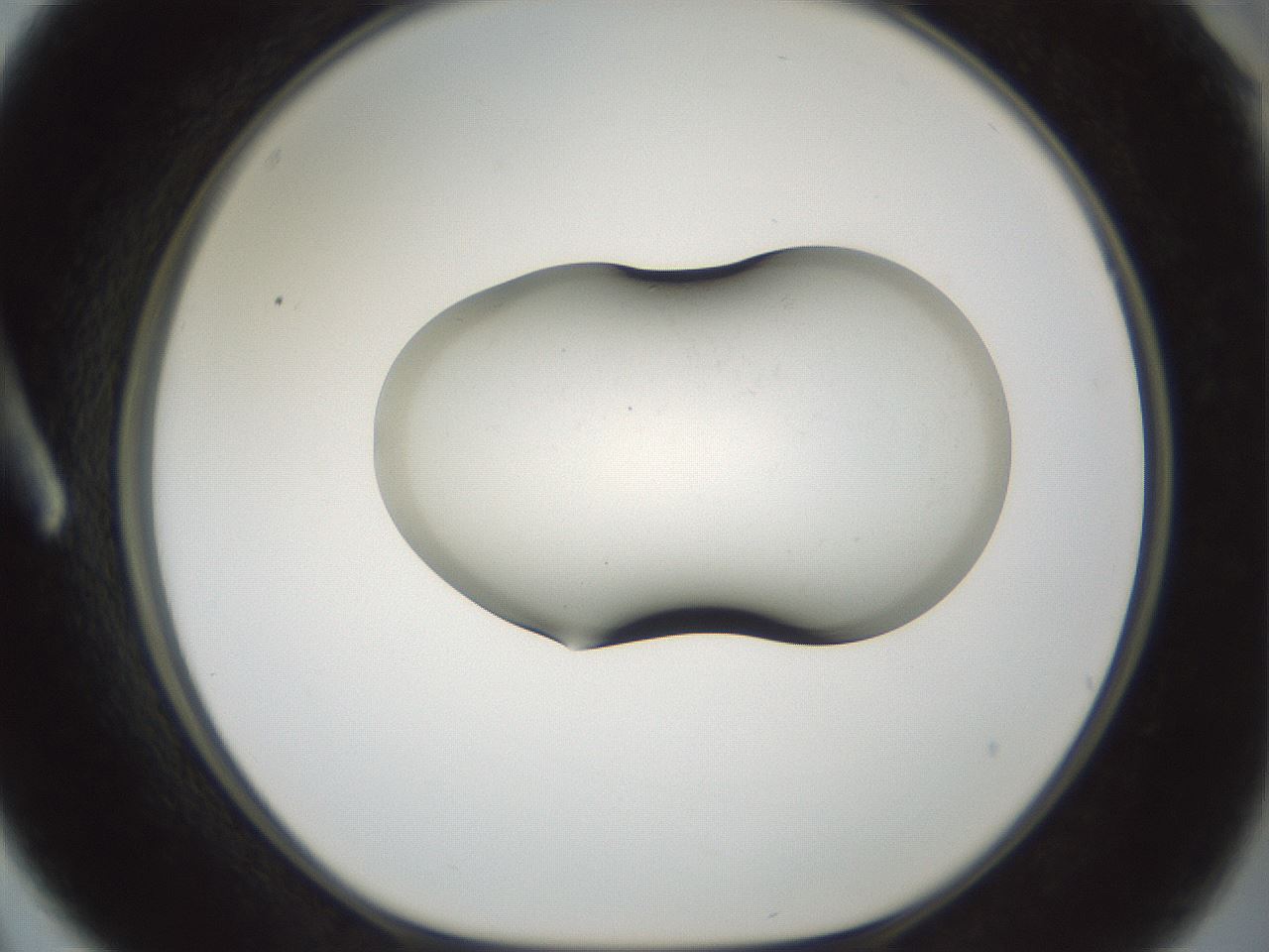 folderID55_plateID3055_batchID19186_wellNum3_profileID1_d1_r259019_ef.jpg