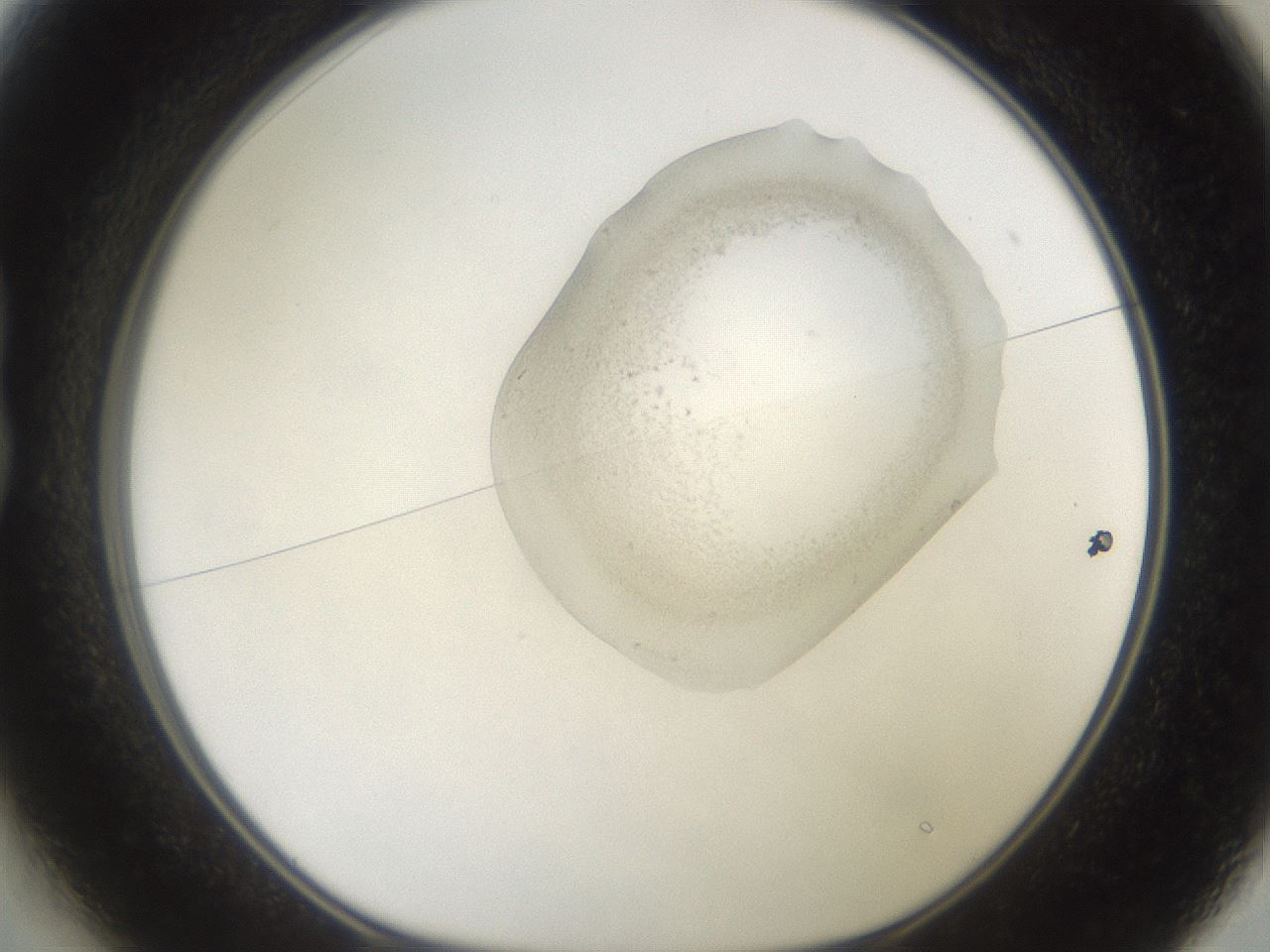 folderID561_plateID2561_batchID12578_wellNum13_profileID1_d1_r195681_ef.jpg