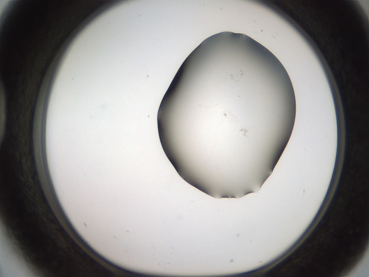 folderID561_plateID2561_batchID12681_wellNum41_profileID1_d1_r195737_ef.jpg