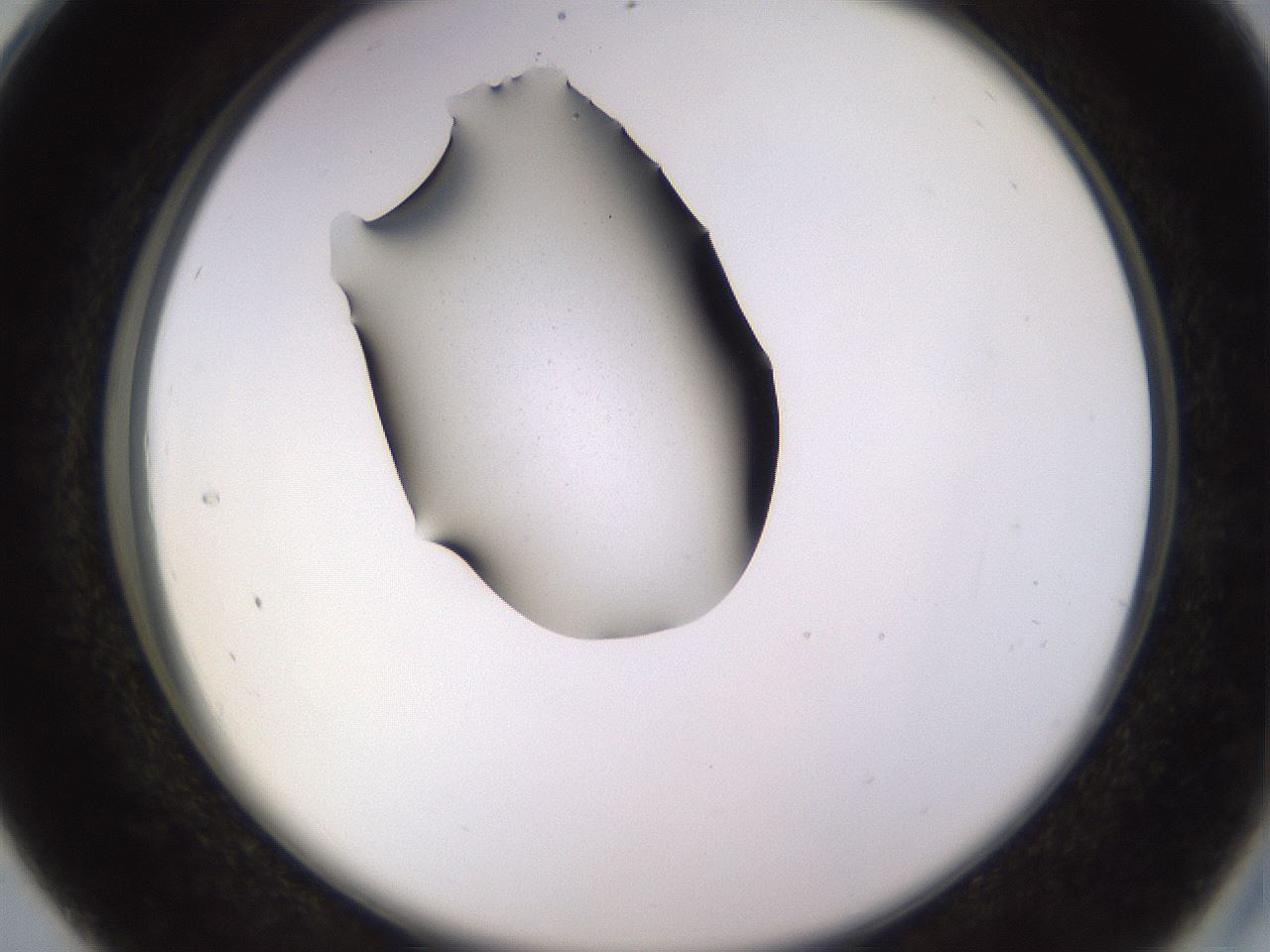 folderID564_plateID1564_batchID6259_wellNum28_profileID1_d2_r101899_ef.jpg