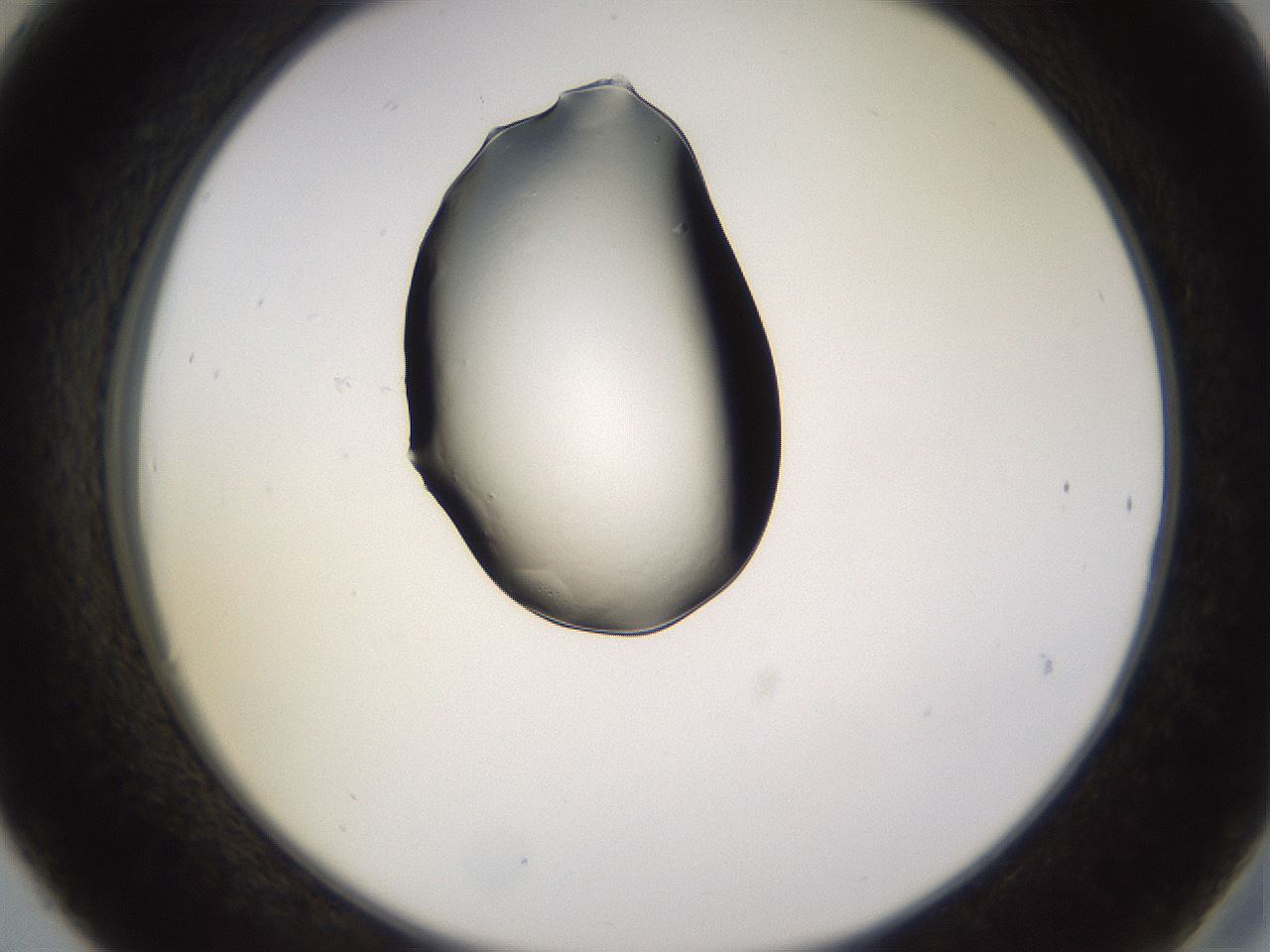 folderID565_plateID1565_batchID6251_wellNum30_profileID1_d2_r102095_ef.jpg