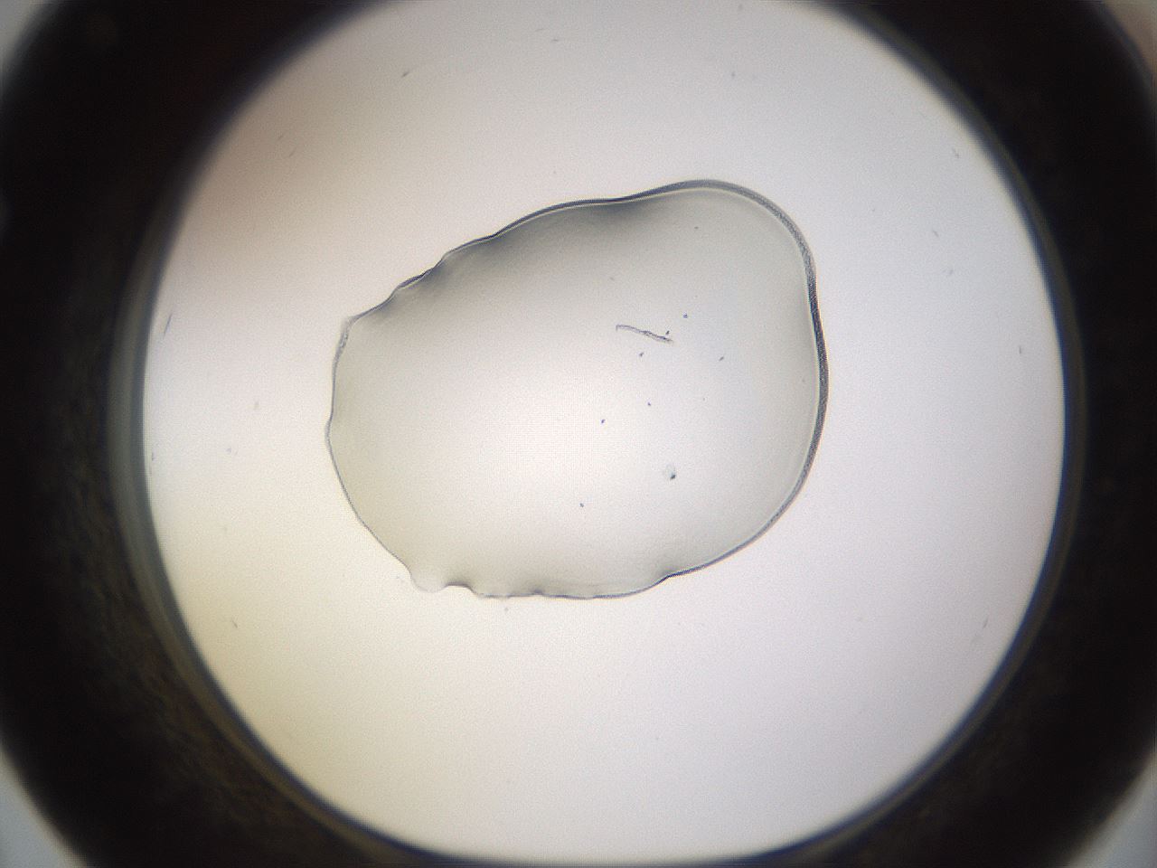 folderID565_plateID1565_batchID6251_wellNum67_profileID1_d1_r102168_ef.jpg