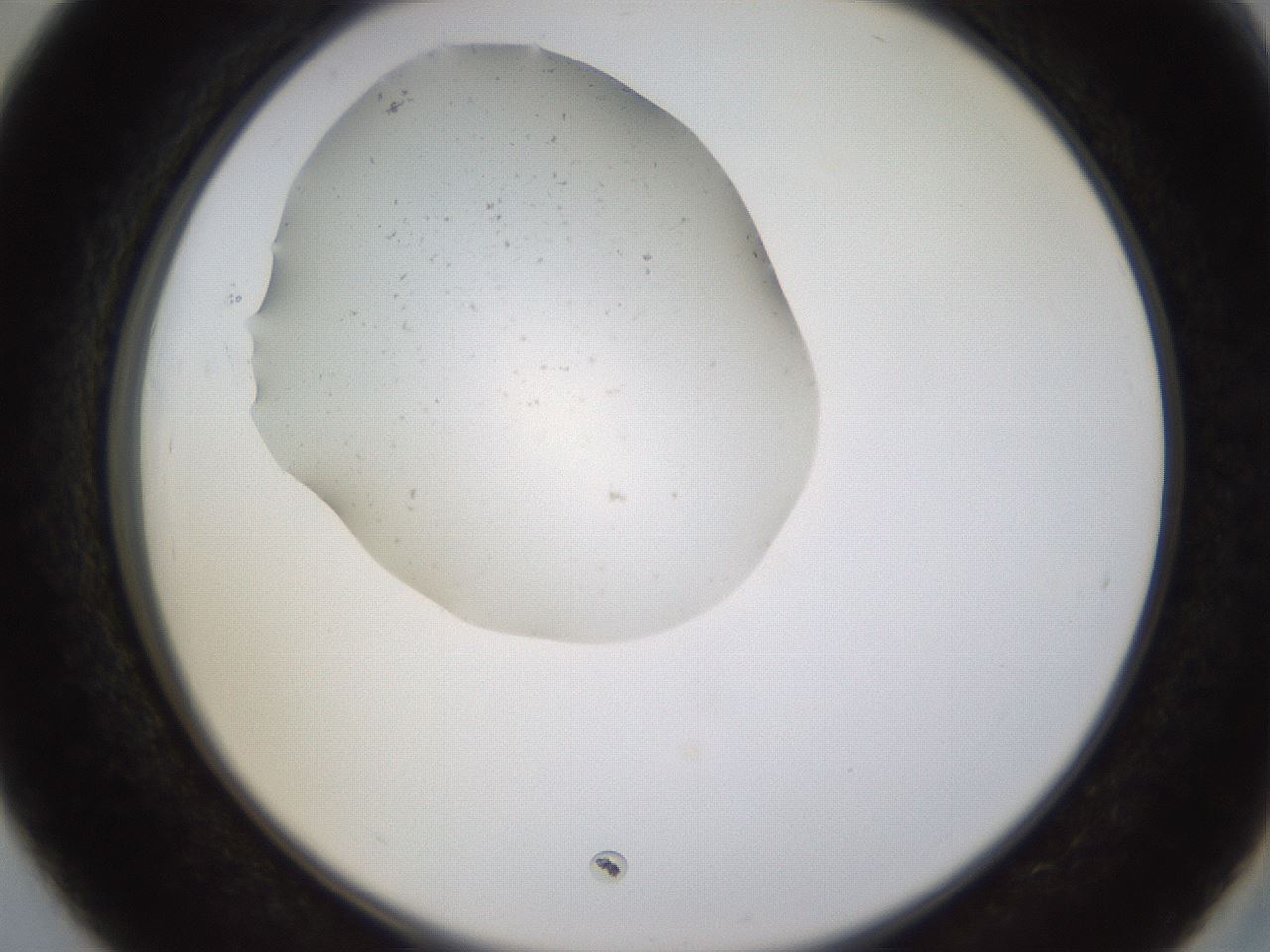 folderID573_plateID1573_batchID6291_wellNum39_profileID1_d2_r102908_ef.jpg