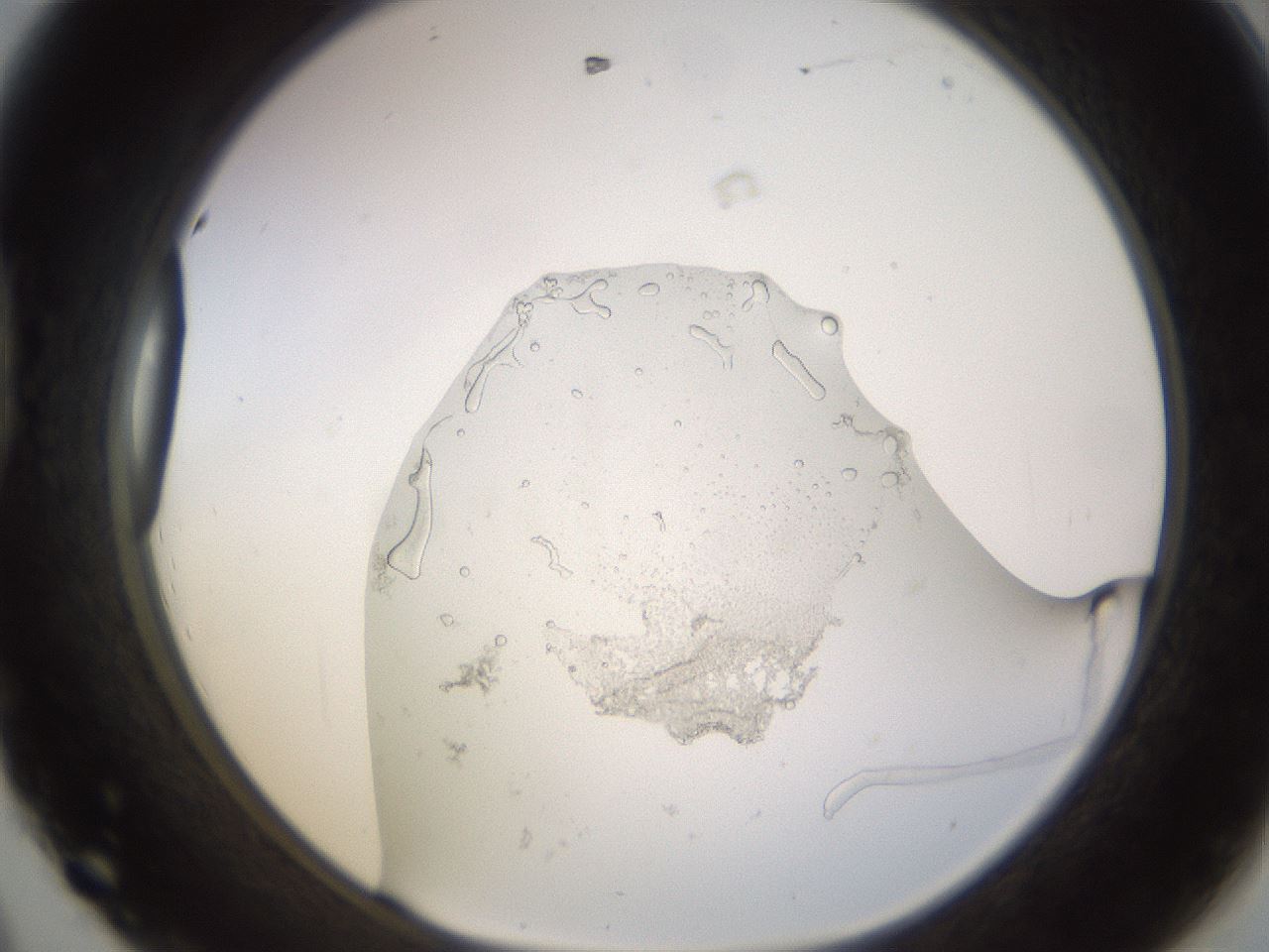 folderID575_plateID1575_batchID6456_wellNum44_profileID1_d1_r103205_ef.jpg