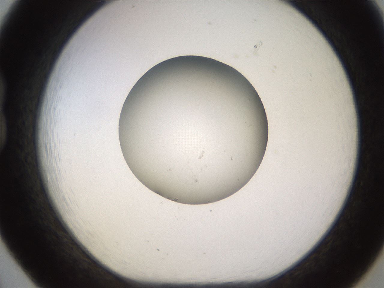 folderID575_plateID1575_batchID6505_wellNum20_profileID1_d1_r103157_ef.jpg