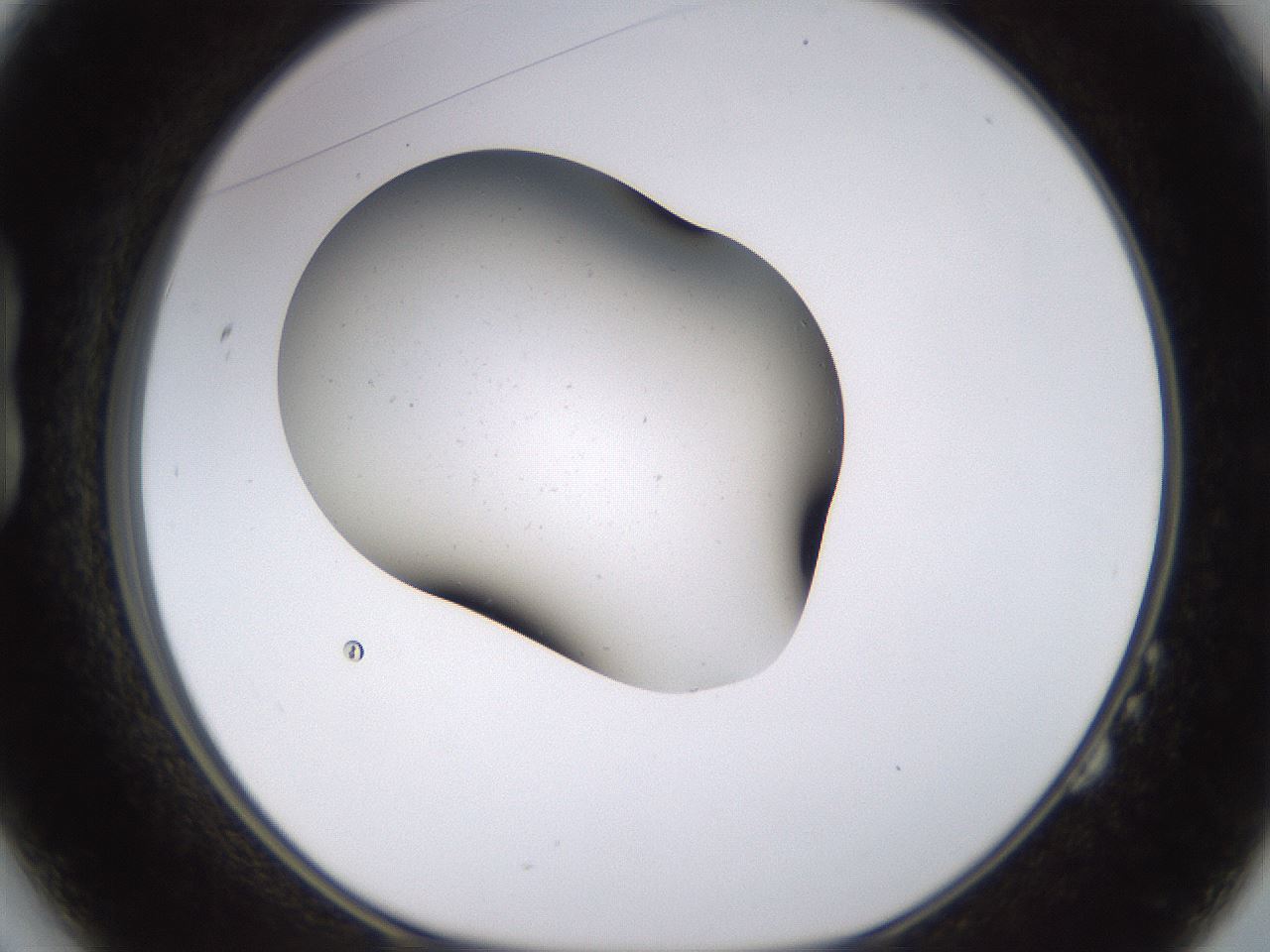 folderID577_plateID1577_batchID6309_wellNum14_profileID1_d1_r103433_ef.jpg