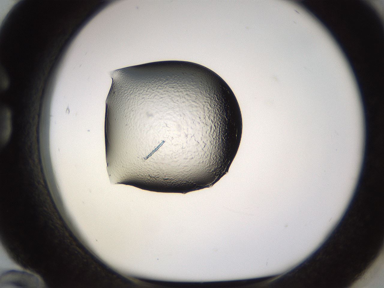 folderID577_plateID1577_batchID6507_wellNum84_profileID1_d1_r103573_ef.jpg
