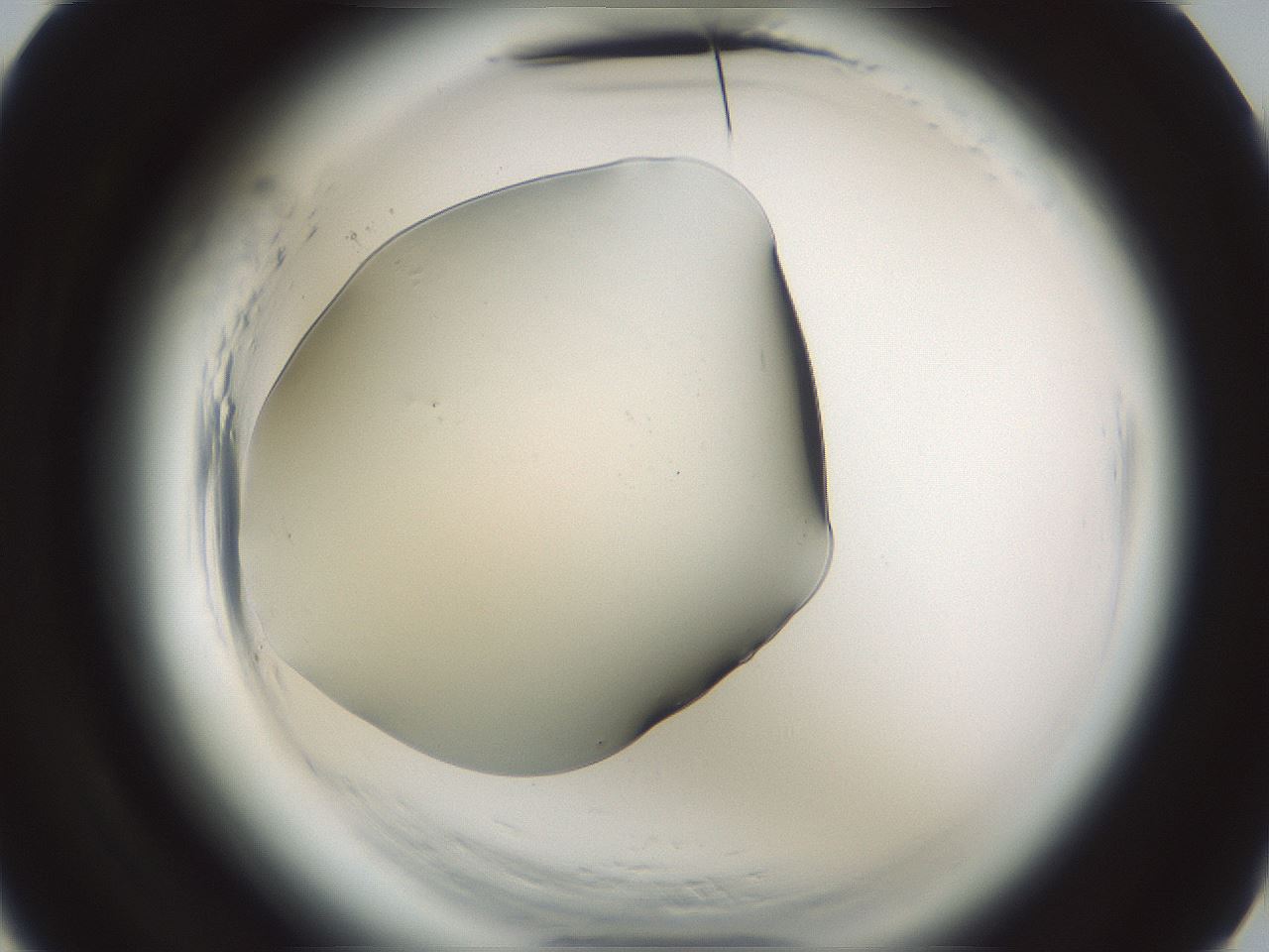 folderID579_plateID2579_batchID12882_wellNum4_profileID1_d3_r199892_ef.jpg