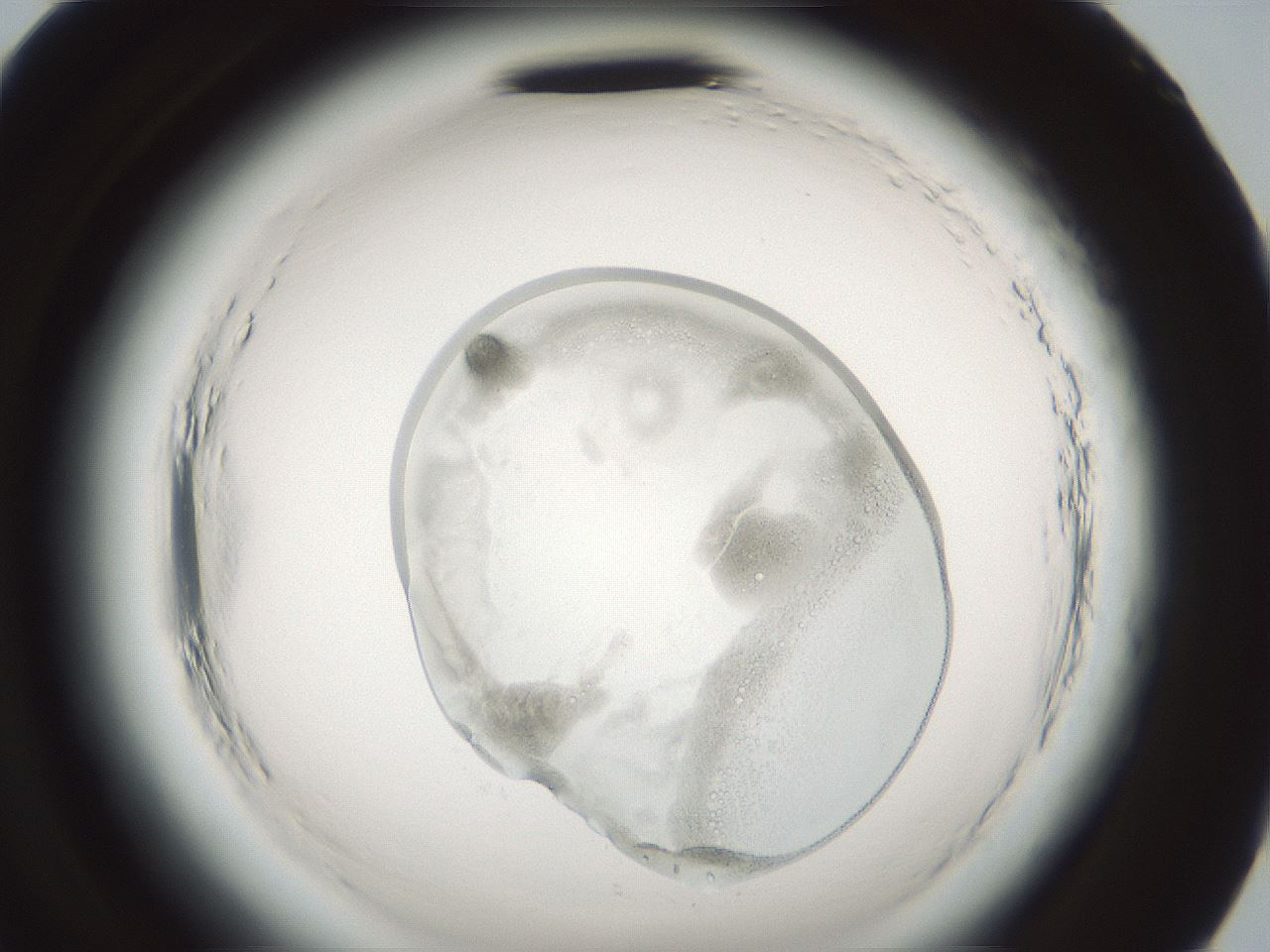 folderID579_plateID2579_batchID14313_wellNum95_profileID1_d2_r200164_ef.jpg