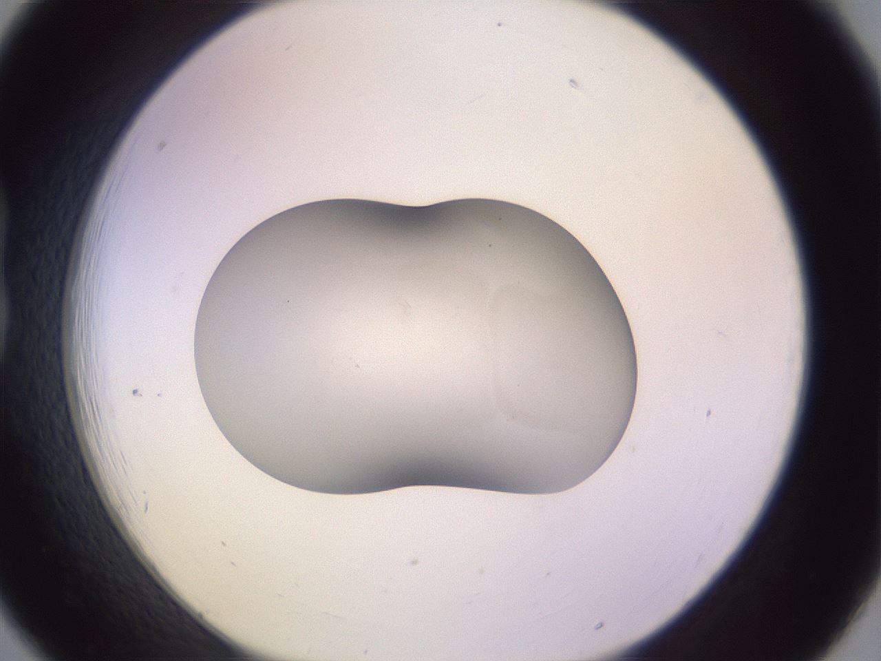 folderID57_plateID3057_batchID16933_wellNum18_profileID1_d1_r257114_ef.jpg