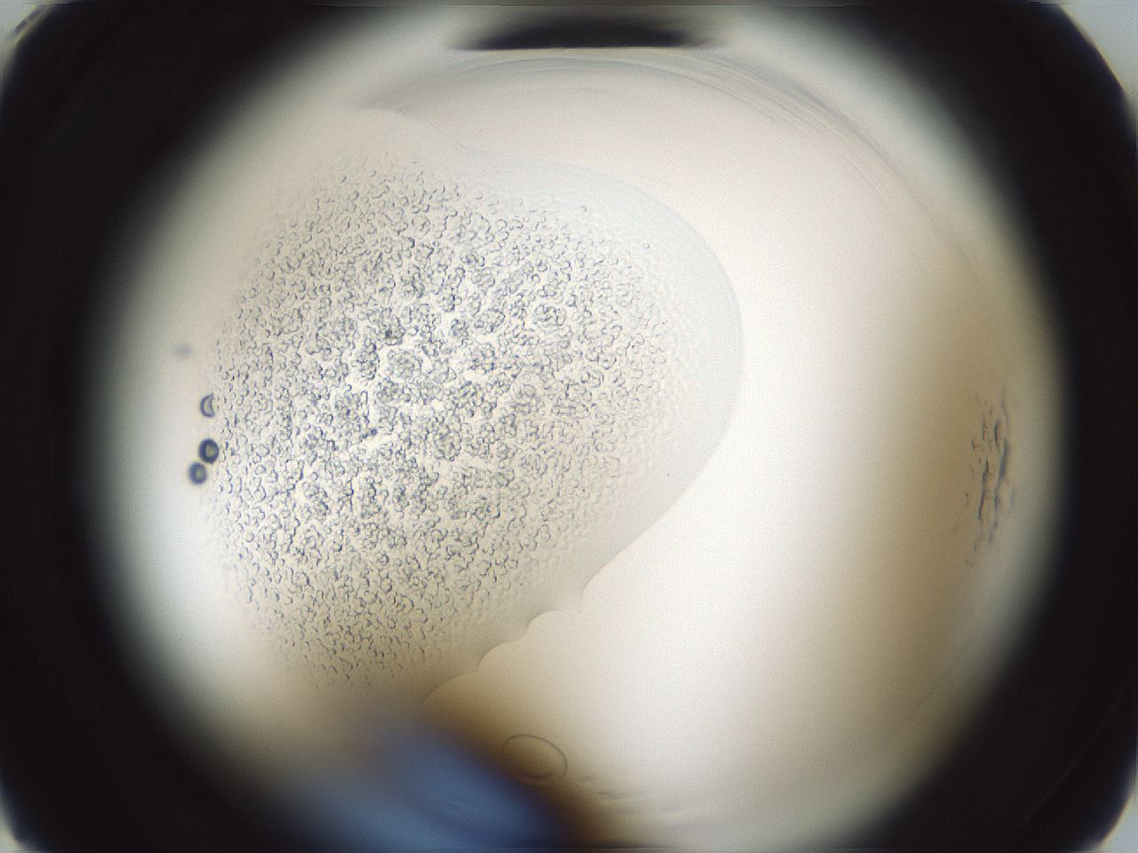 folderID584_plateID2584_batchID12899_wellNum5_profileID1_d1_r203926_ef.jpg