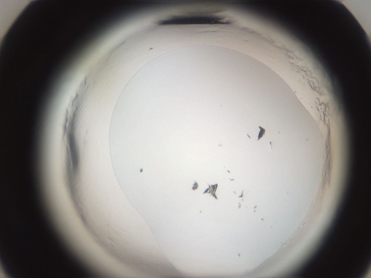 folderID588_plateID2588_batchID12883_wellNum23_profileID1_d3_r199085_ef.jpg
