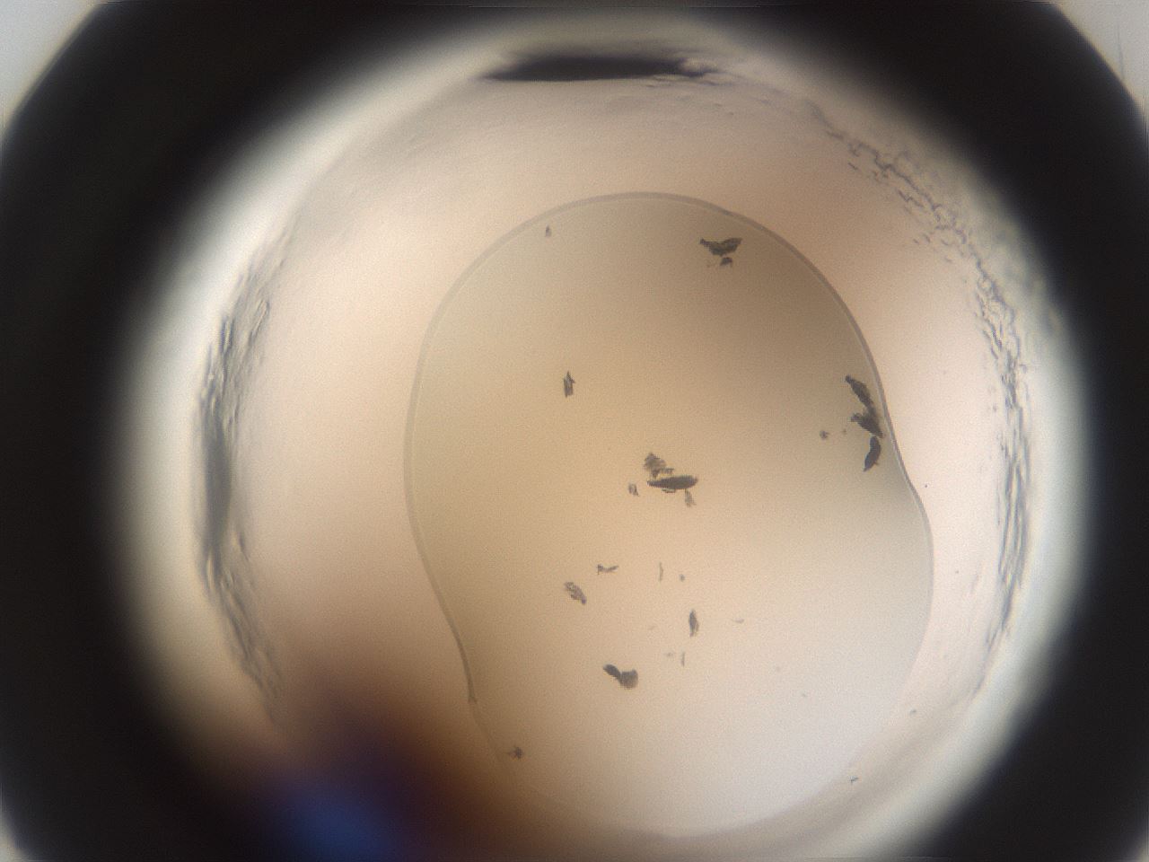 folderID588_plateID2588_batchID15094_wellNum23_profileID1_d2_r199084_ef.jpg