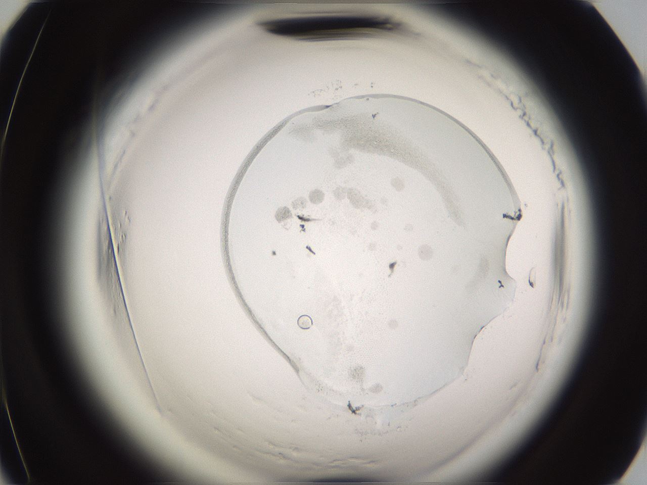 folderID589_plateID2589_batchID14312_wellNum66_profileID1_d2_r200365_ef.jpg
