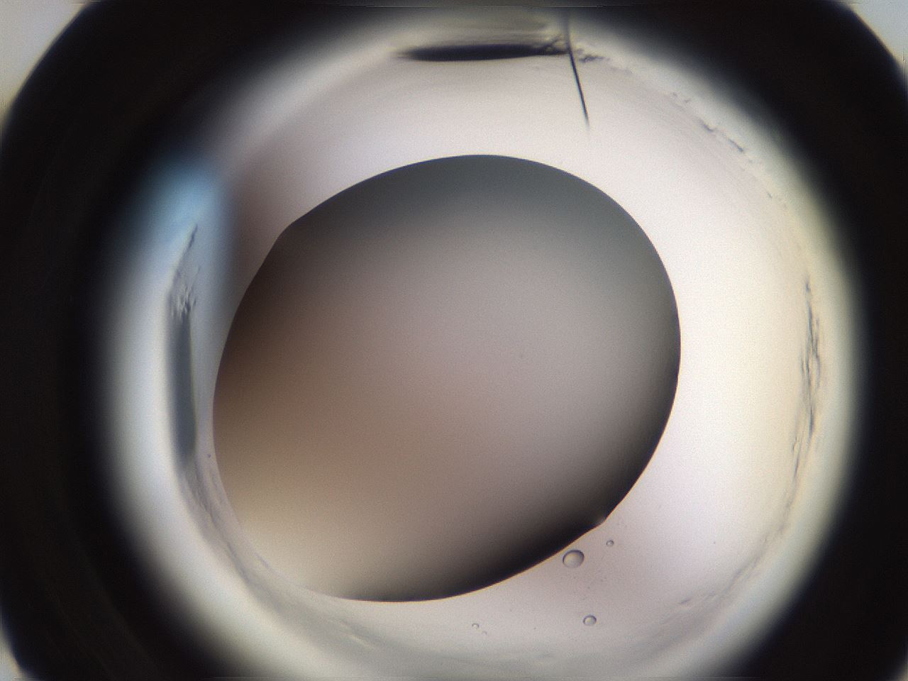 folderID589_plateID2589_batchID14834_wellNum10_profileID1_d3_r200198_ef.jpg