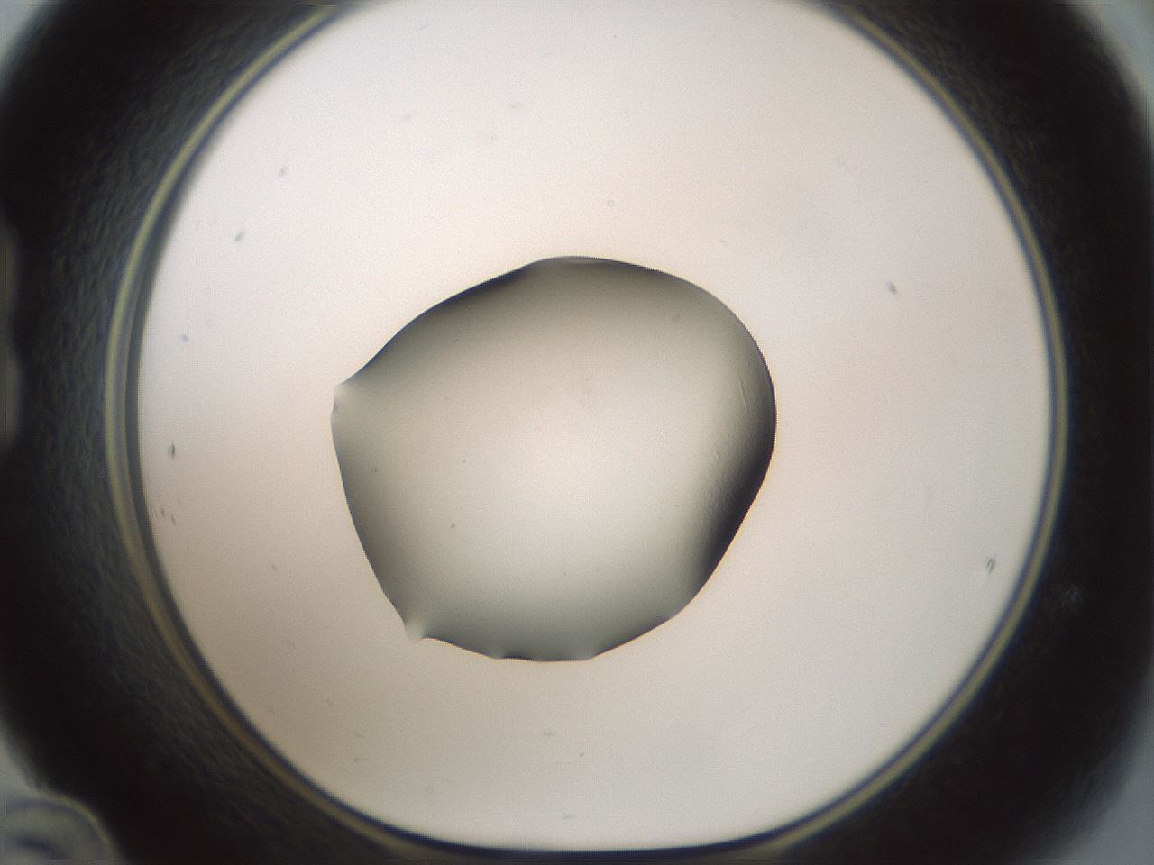 folderID58_plateID3058_batchID16940_wellNum24_profileID1_d1_r259136_ef.jpg