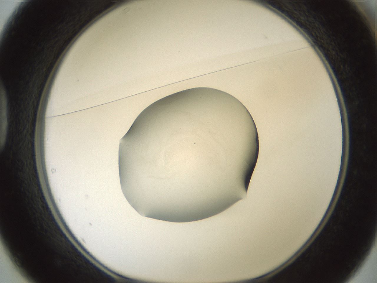 folderID58_plateID3058_batchID18728_wellNum37_profileID1_d1_r259149_ef.jpg