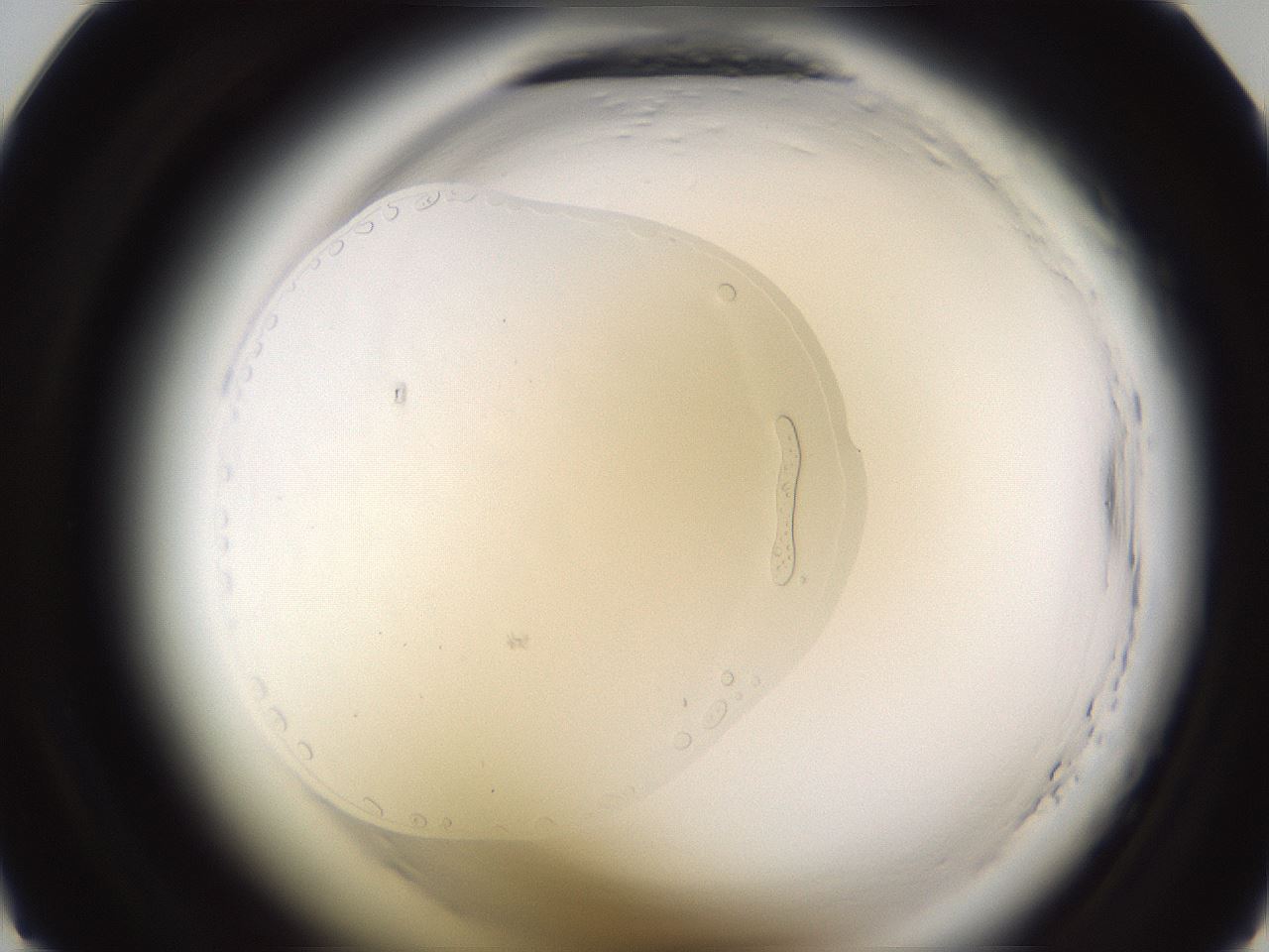 folderID590_plateID2590_batchID13862_wellNum21_profileID1_d1_r201093_ef.jpg