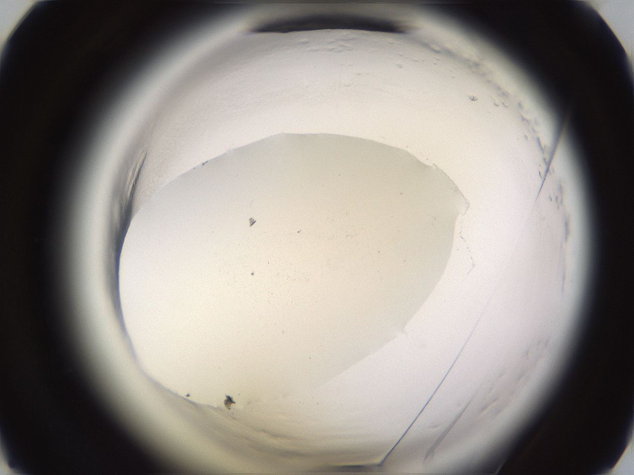 folderID590_plateID2590_batchID14315_wellNum27_profileID1_d1_r201111_ef.jpg