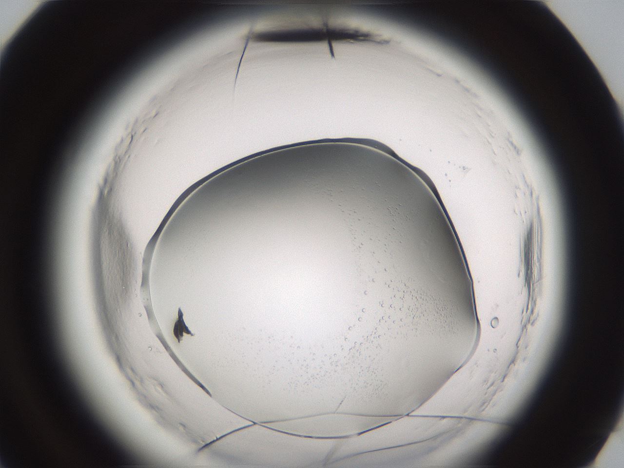 folderID591_plateID2591_batchID14320_wellNum96_profileID1_d3_r202472_ef.jpg