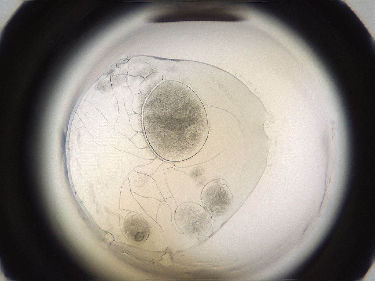 folderID591_plateID2591_batchID15105_wellNum31_profileID1_d1_r202275_ef.jpg