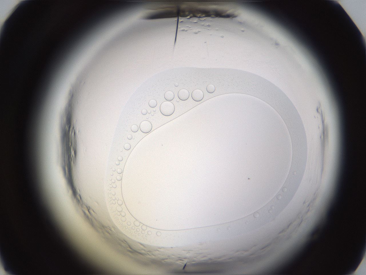 folderID592_plateID2592_batchID14843_wellNum28_profileID1_d1_r203131_ef.jpg