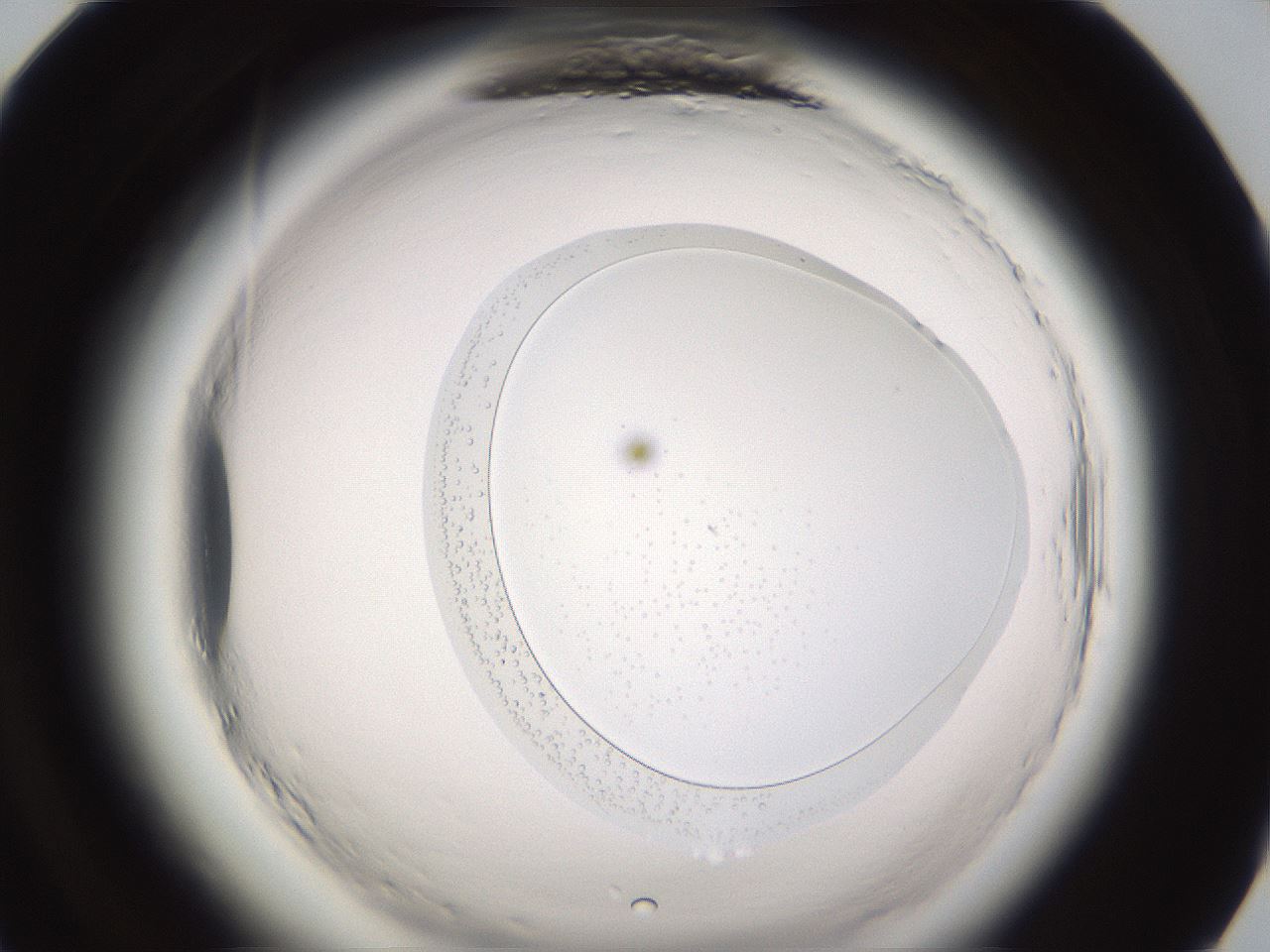 folderID594_plateID2594_batchID13875_wellNum84_profileID1_d1_r205603_ef.jpg