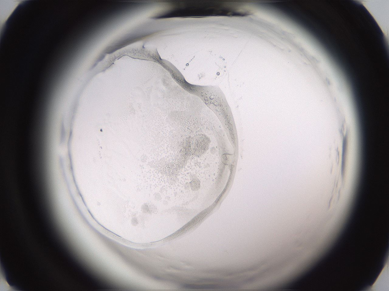 folderID595_plateID2595_batchID13467_wellNum1_profileID1_d1_r206218_ef.jpg