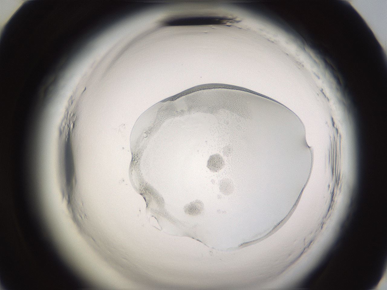 folderID594_plateID2594_batchID12796_wellNum58_profileID1_d2_r205526_ef.jpg