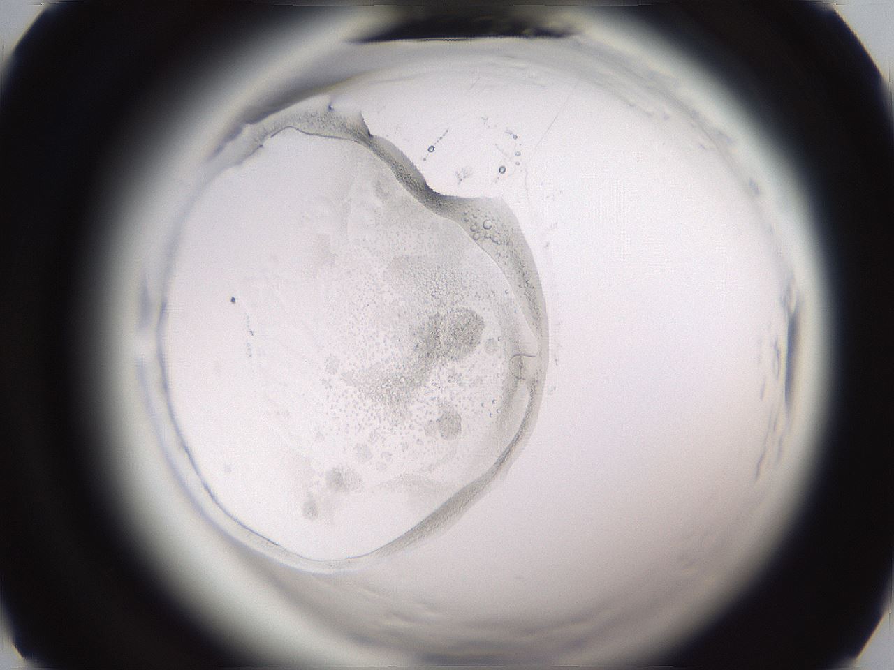 folderID595_plateID2595_batchID13015_wellNum1_profileID1_d1_r206218_ef.jpg