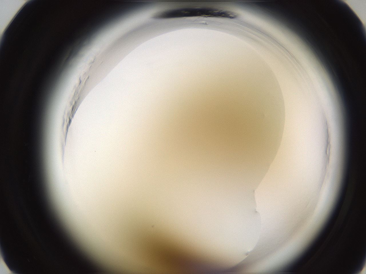 folderID597_plateID2597_batchID13894_wellNum8_profileID1_d1_r207391_ef.jpg