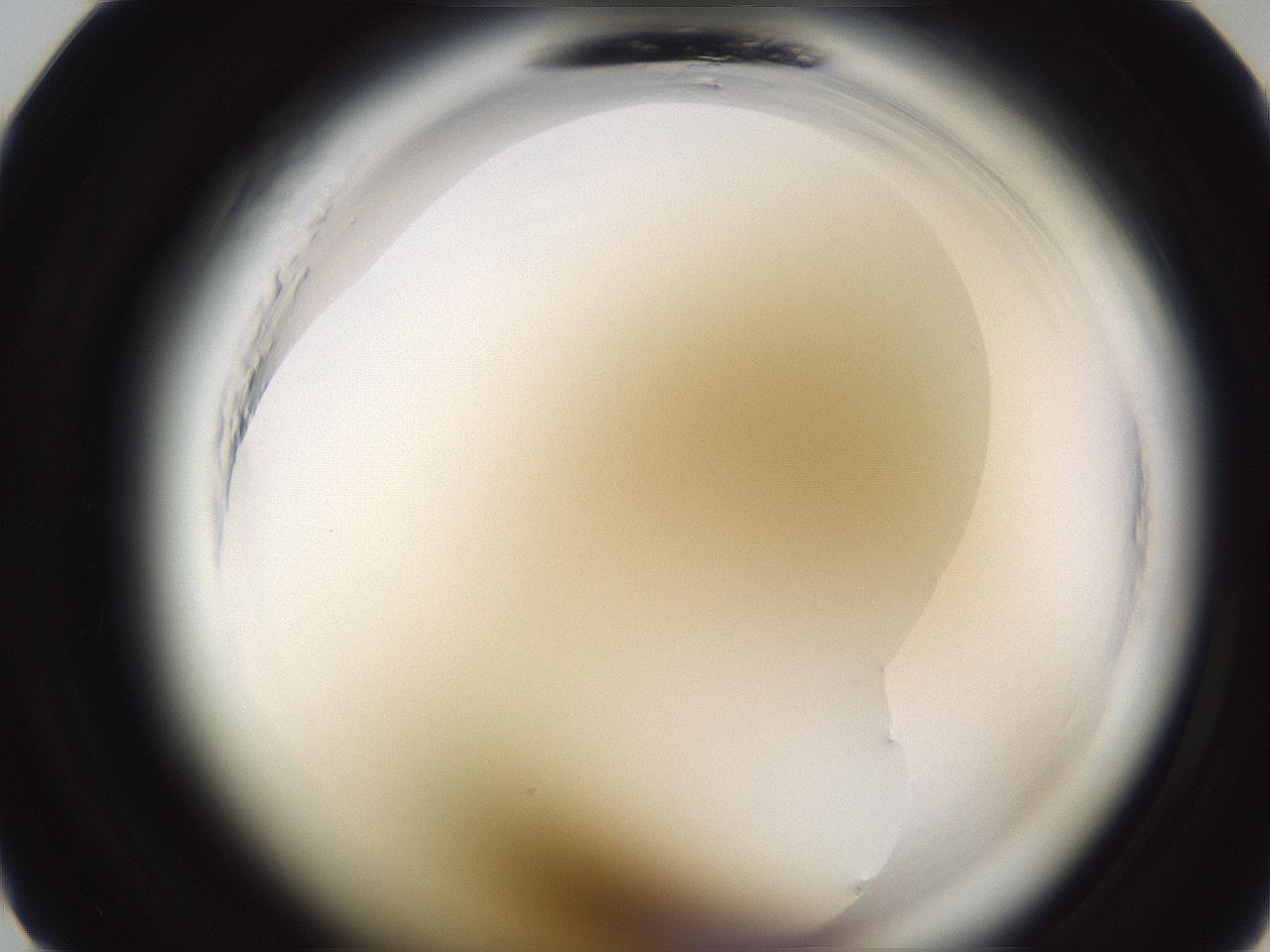 folderID597_plateID2597_batchID13093_wellNum8_profileID1_d1_r207391_ef.jpg