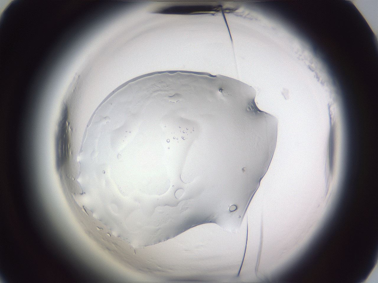 folderID598_plateID2598_batchID14826_wellNum52_profileID1_d2_r197443_ef.jpg