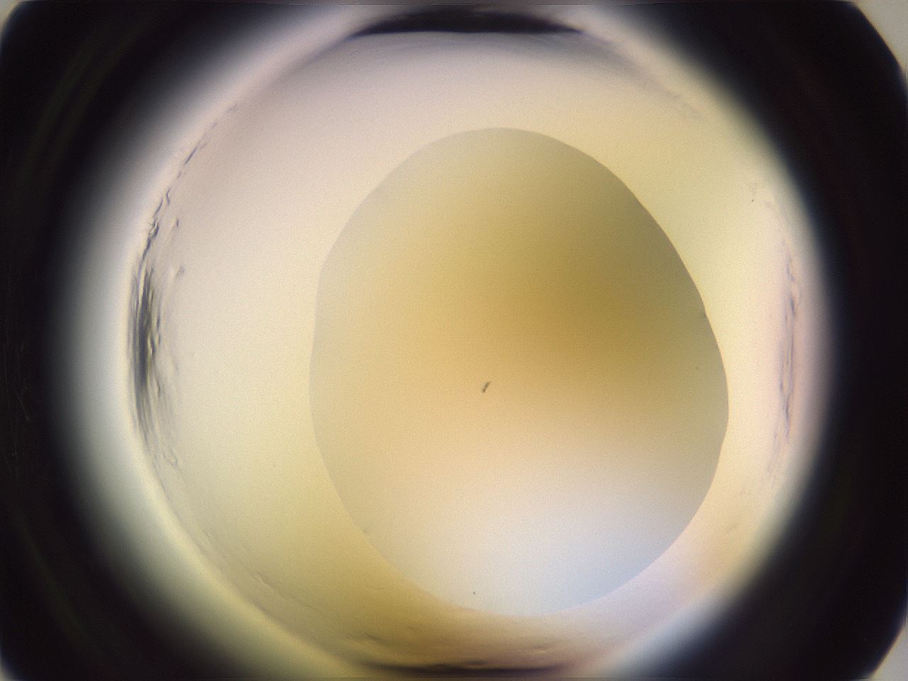 folderID599_plateID2599_batchID14303_wellNum6_profileID1_d1_r198168_ef.jpg