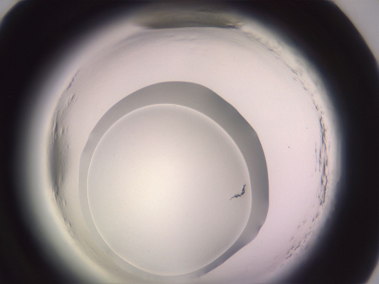 folderID600_plateID2600_batchID12829_wellNum82_profileID1_d1_r198972_ef.jpg