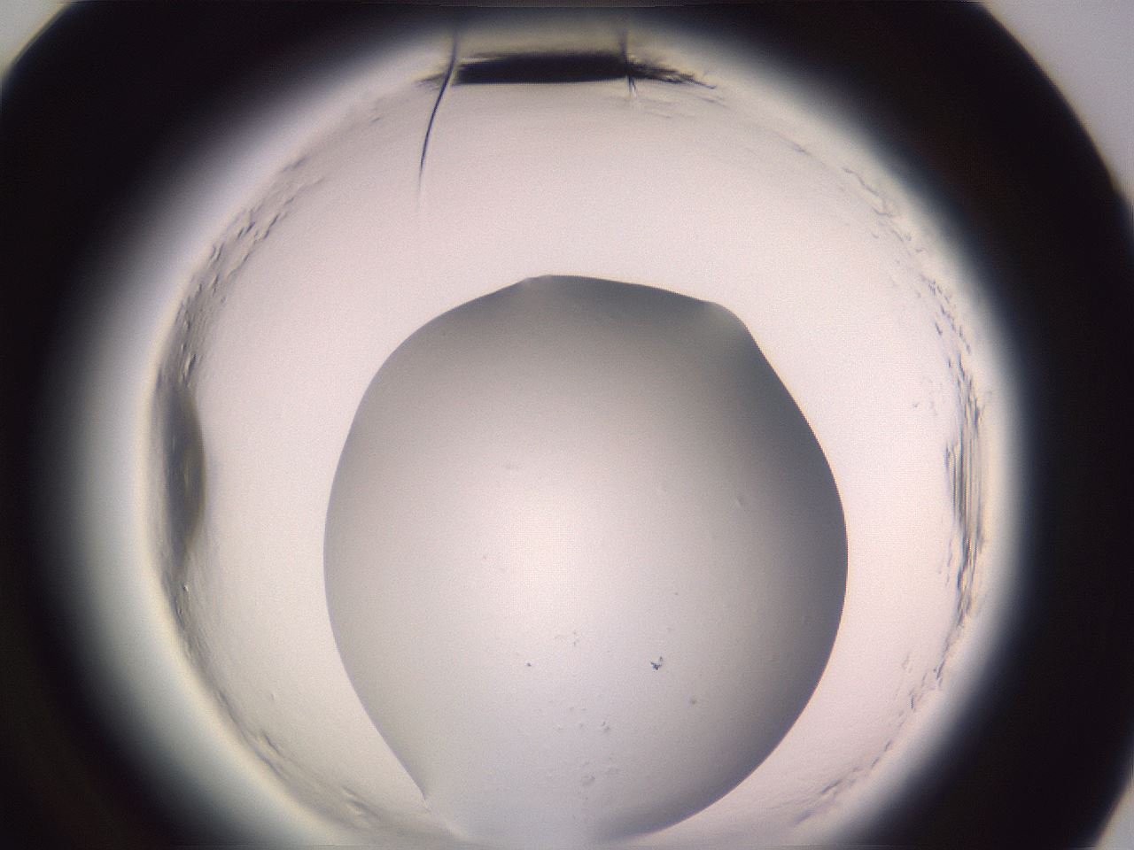 folderID600_plateID2600_batchID12878_wellNum84_profileID1_d3_r198980_ef.jpg