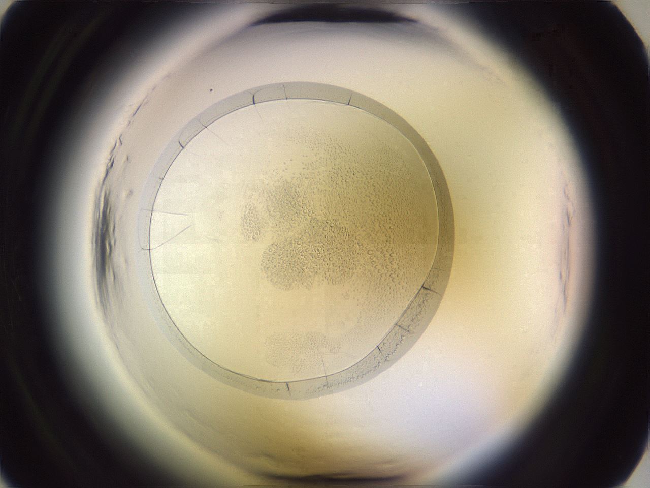folderID600_plateID2600_batchID15095_wellNum6_profileID1_d1_r198744_ef.jpg