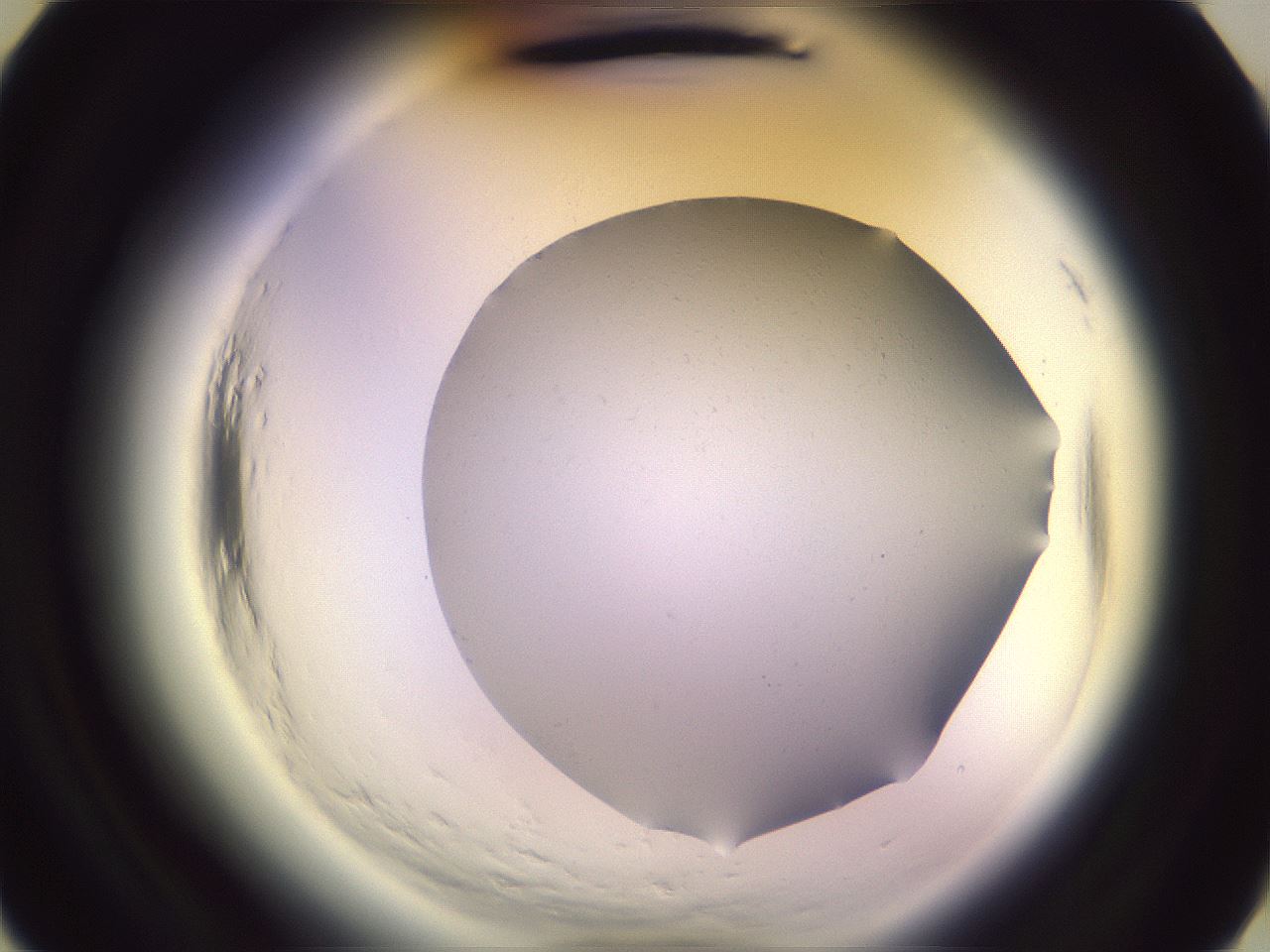 folderID600_plateID2600_batchID13851_wellNum18_profileID1_d3_r198782_ef.jpg