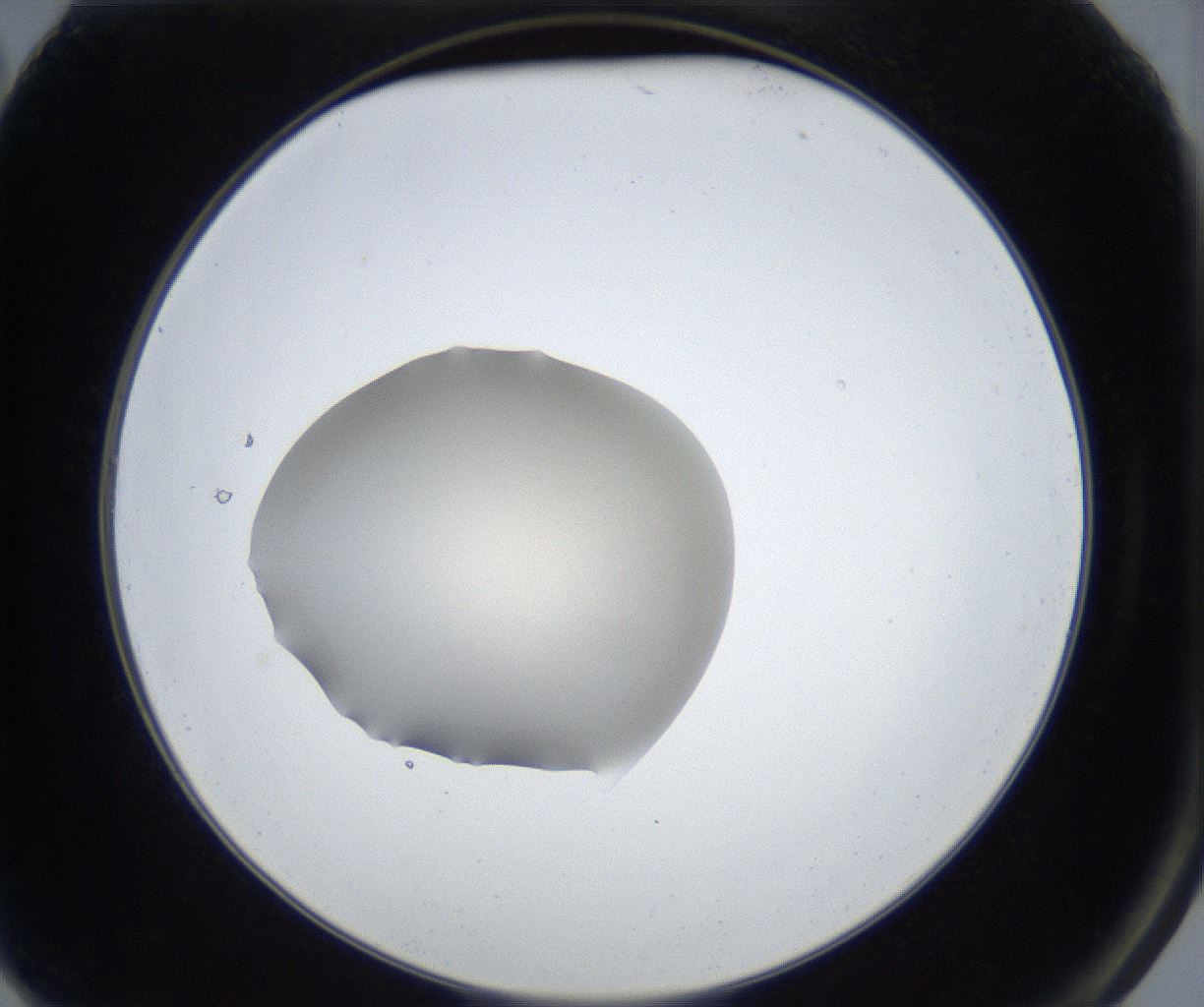 folderID600_plateID3600_batchID21743_wellNum2_profileID1_d2_r321124_ef.jpg
