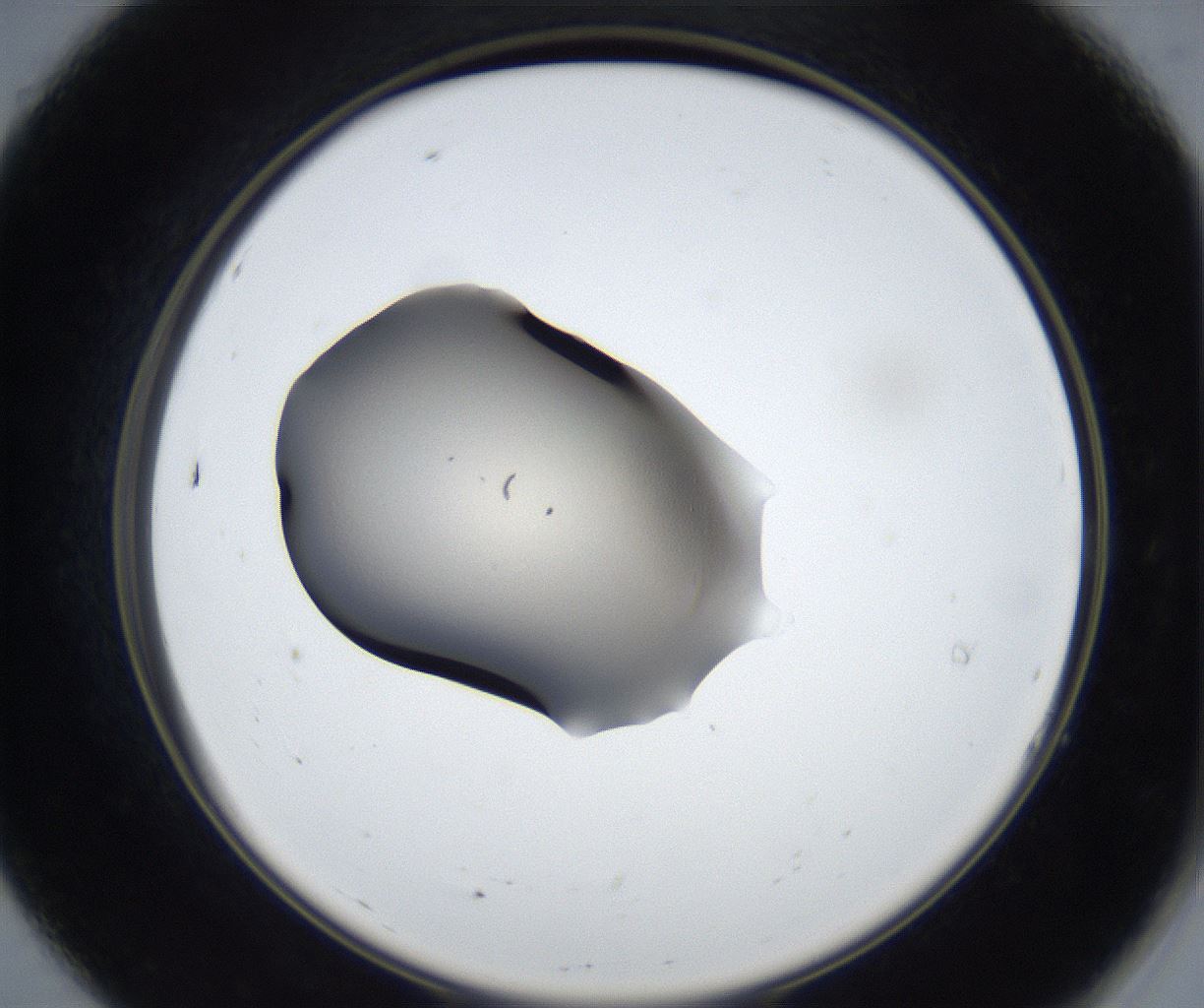 folderID601_plateID3601_batchID21436_wellNum7_profileID1_d2_r320942_ef.jpg