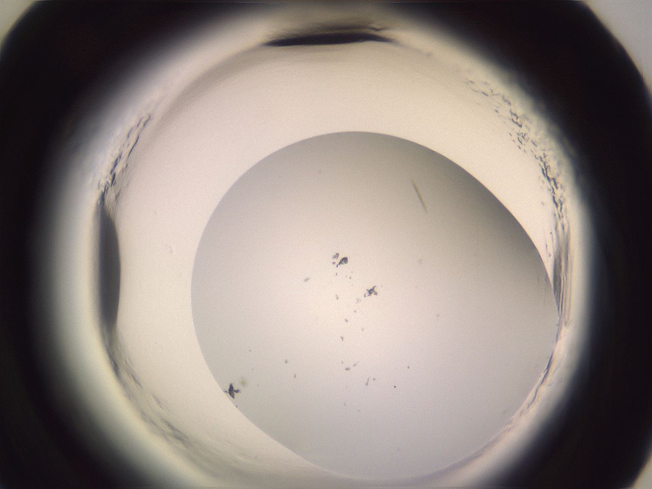 folderID602_plateID2602_batchID12744_wellNum59_profileID1_d3_r200633_ef.jpg