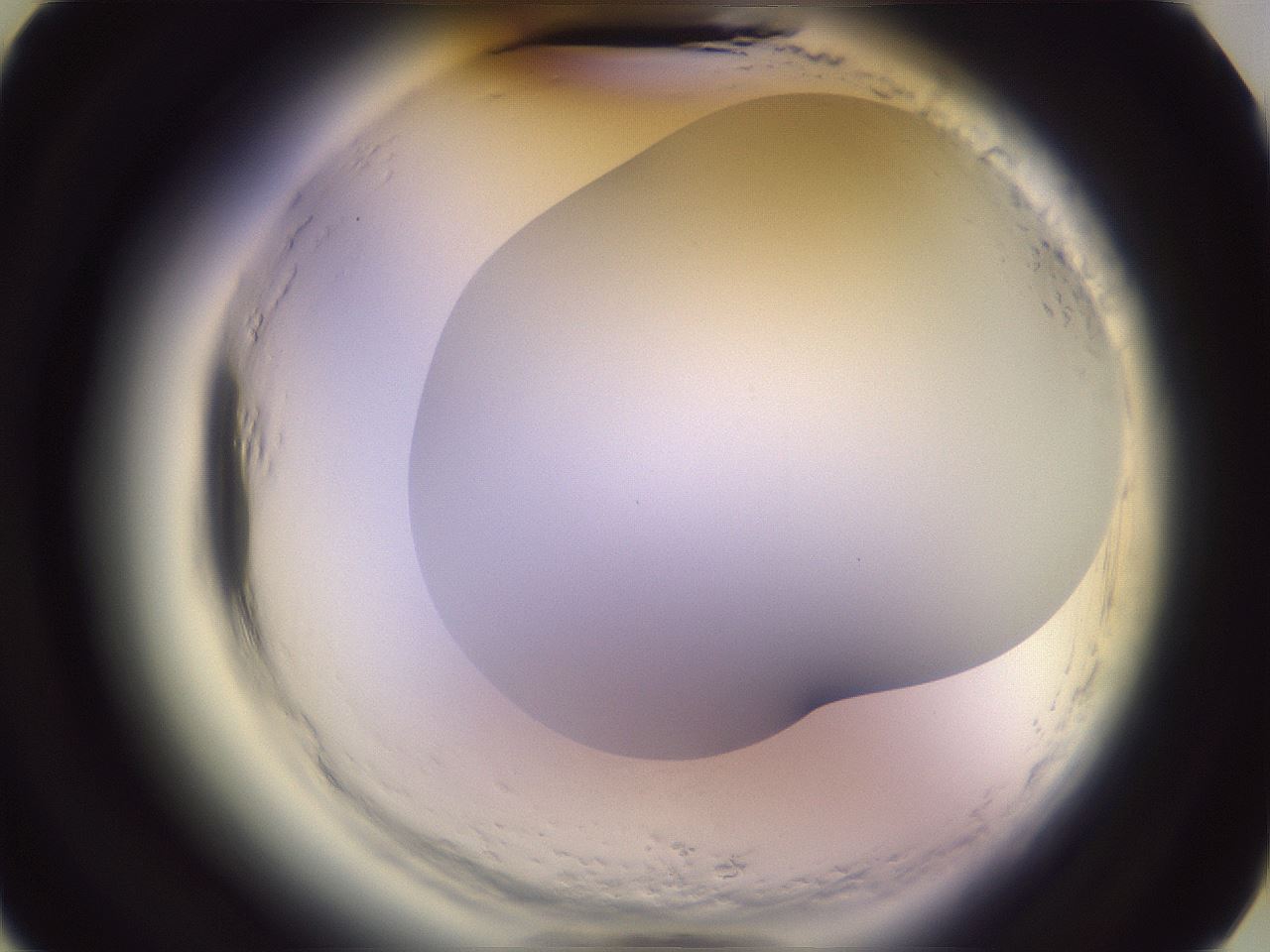 folderID603_plateID2603_batchID13070_wellNum15_profileID1_d3_r201365_ef.jpg