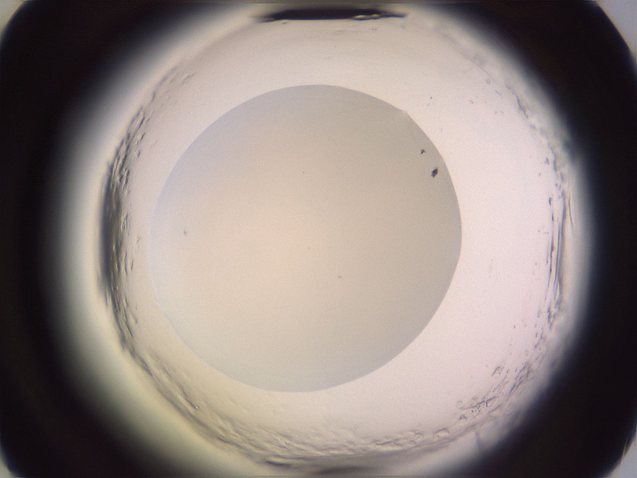 folderID603_plateID2603_batchID13439_wellNum49_profileID1_d2_r201466_ef.jpg