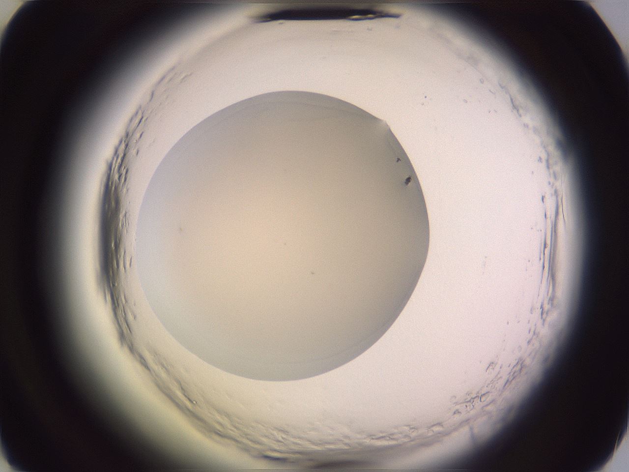 folderID603_plateID2603_batchID14842_wellNum49_profileID1_d2_r201466_ef.jpg