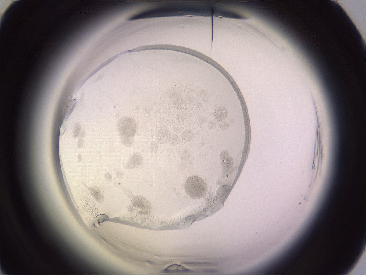 folderID603_plateID2603_batchID15102_wellNum74_profileID1_d1_r201540_ef.jpg