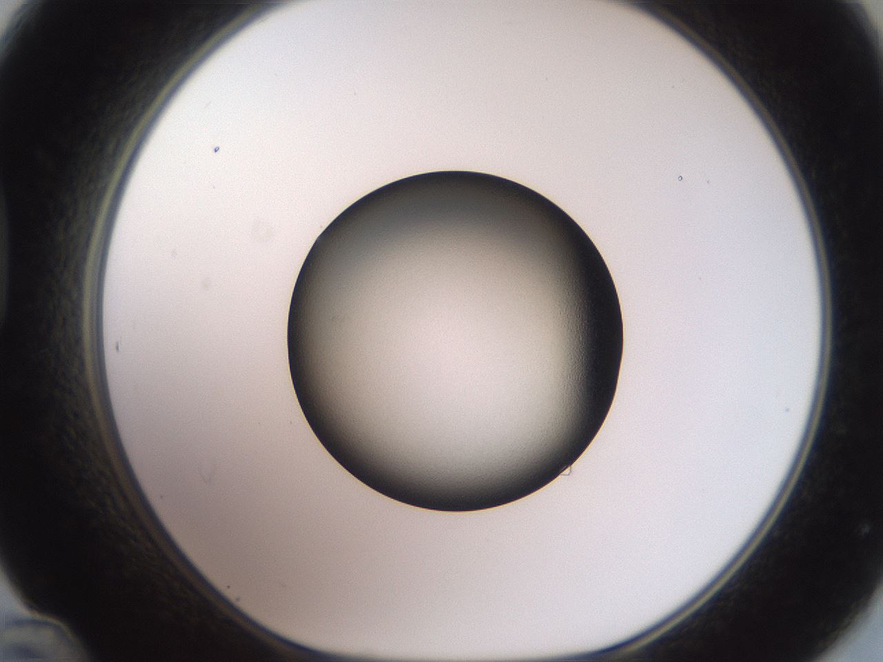 folderID604_plateID3604_batchID21229_wellNum48_profileID1_d1_r321840_ef.jpg