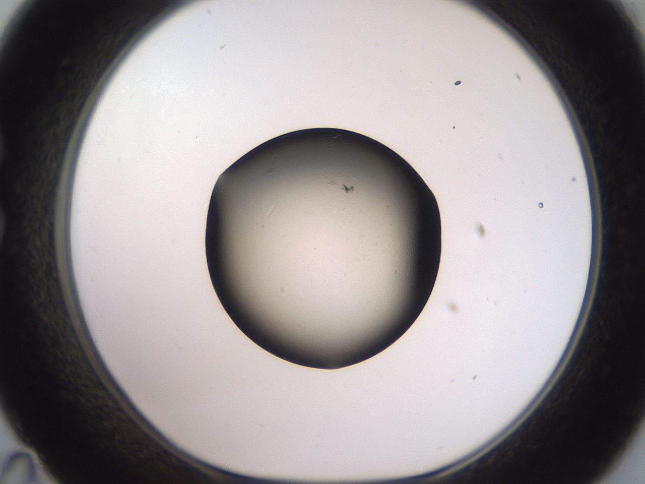 folderID604_plateID3604_batchID21423_wellNum35_profileID1_d1_r321827_ef.jpg