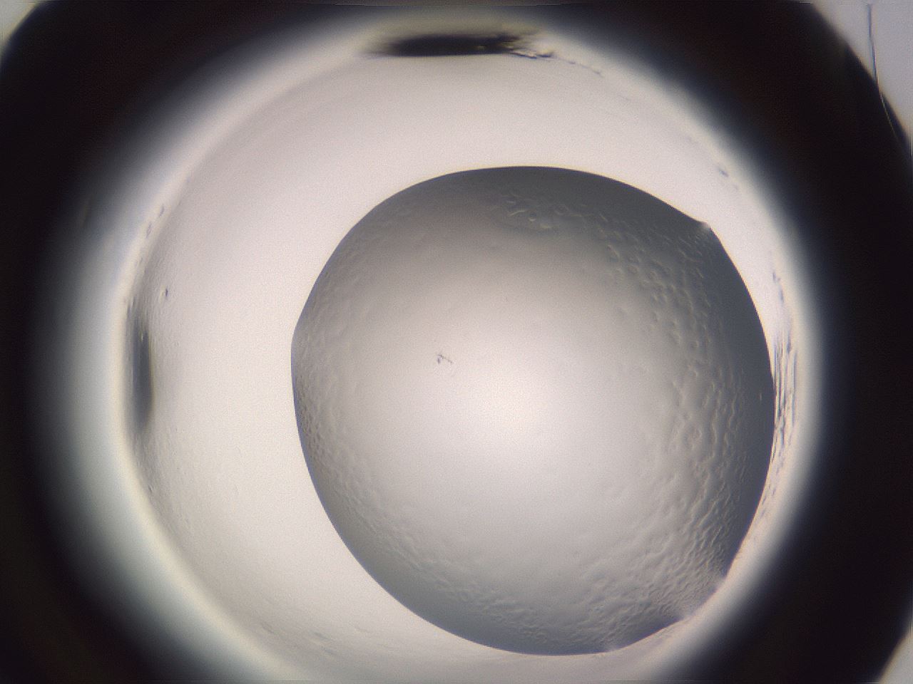 folderID606_plateID2606_batchID14851_wellNum70_profileID1_d3_r203835_ef.jpg