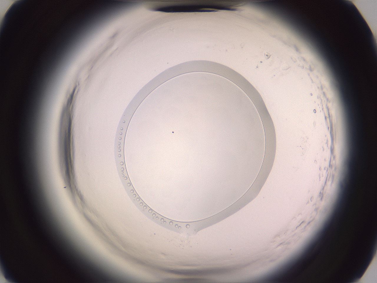 folderID607_plateID2607_batchID13880_wellNum85_profileID1_d2_r204743_ef.jpg